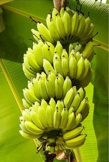 Sweetheart, a Cavendish style of banana